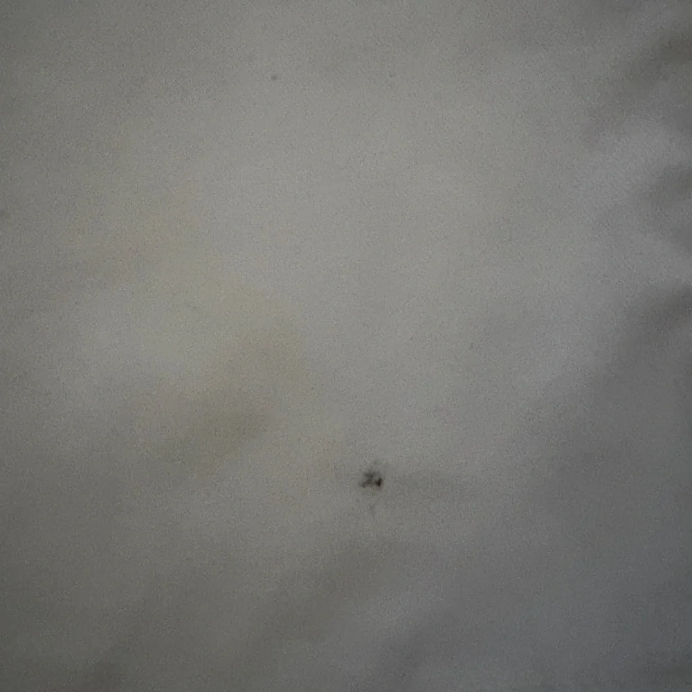 Dickies Men's White Flat Front Shorts - Picture 6 of 6